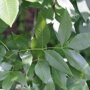 Zachte es (Fraxinus pennsylvanica ‘Summit’)